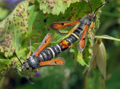Réf. 233 976 : Pyropteron chrysidiformis